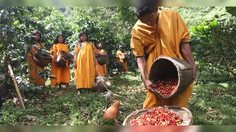 Proyecto busca la conservación de bosques amazónicos