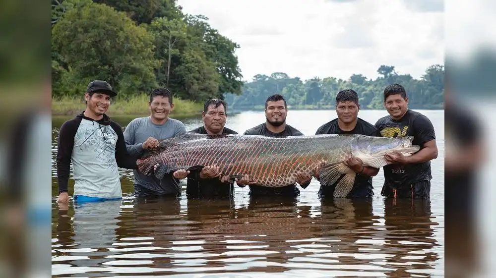 Impulsan el uso de escamas de paiche como emprendimiento sostenible