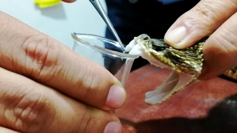 Veneno de serpientes sería clave para combatir el cáncer