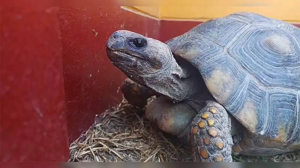 Tacna: Salvan la vida a tortuga hallada en la vía pública