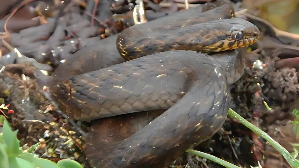 Investigadores descubren nueva especie de serpiente en el Perú