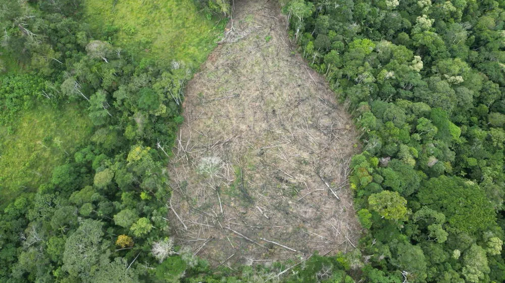 San Martín: Denuncian tala de bosque primario en la Cordillera Azul