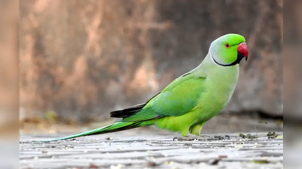 Color de las aves está estrechamente vinculado con su hábitat