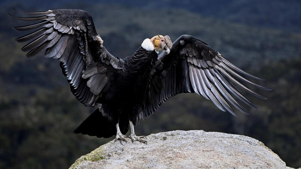 América Latina hace llamado para salvar al cóndor de la extinción