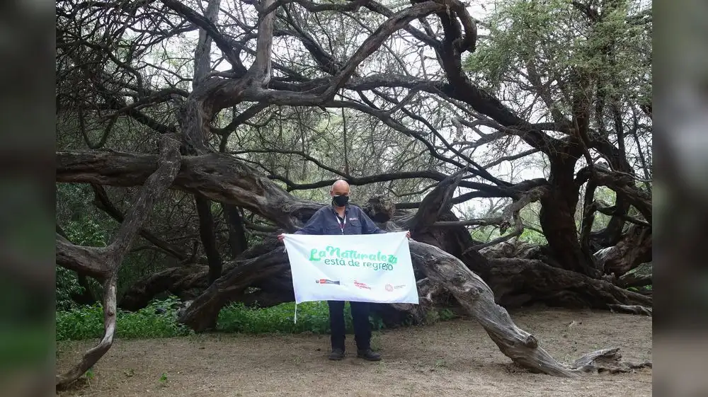 Autoridades despliegan acciones para conservar bosques secos de Piura