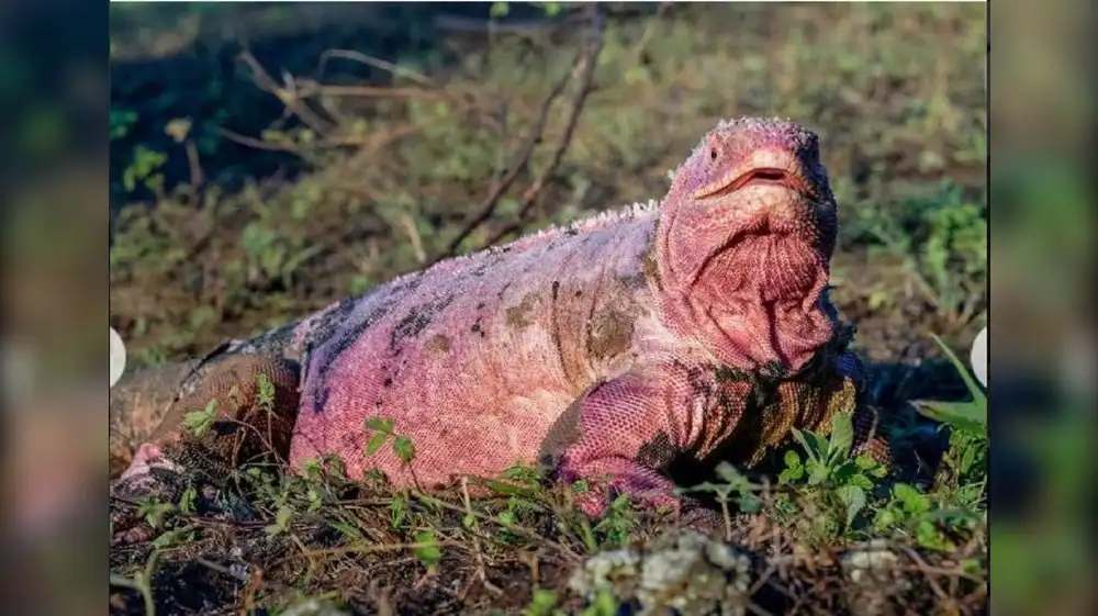 Ecuador: Nuevas investigaciones buscan conservar la iguana rosada