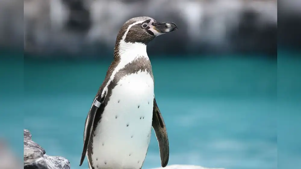 Día Mundial de los Pingüinos: Un llamado por la naturaleza
