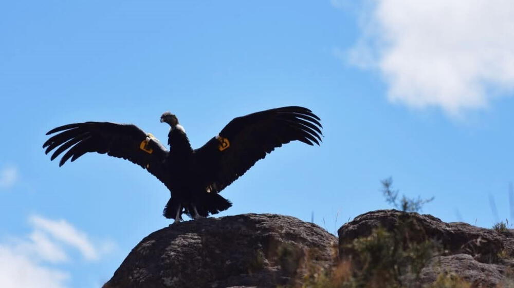 Liberan a cóndor andino rescatado en Ayacucho