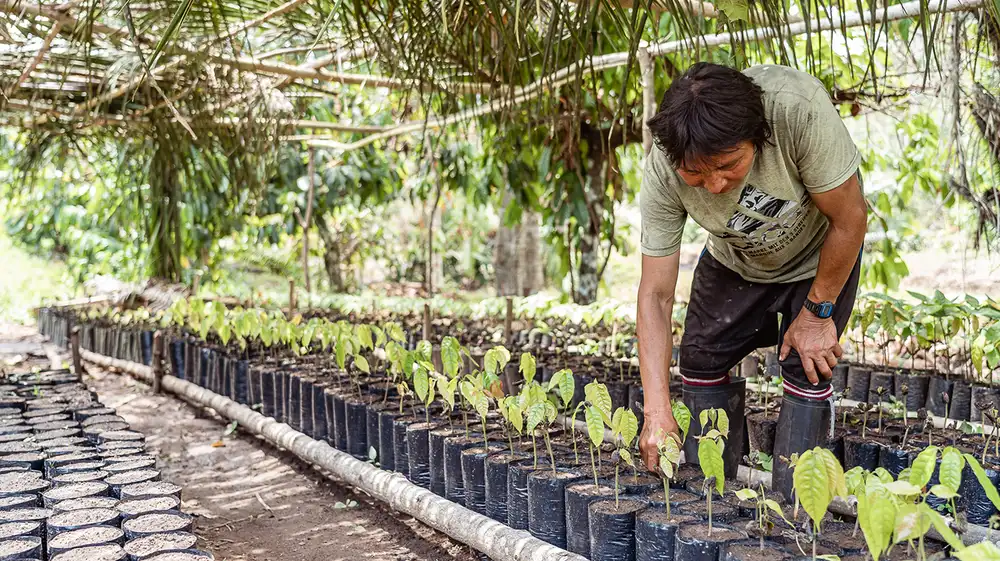 Pueblos indígenas conservan 70 mil hectáreas de bosques amazónicos