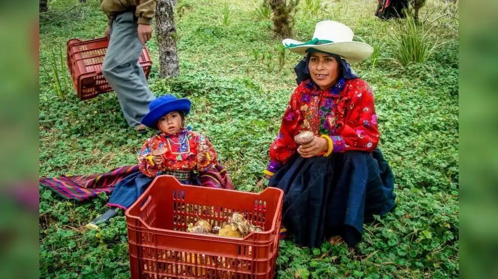Hongos comestibles de Incahuasi deleitan paladares en Europa