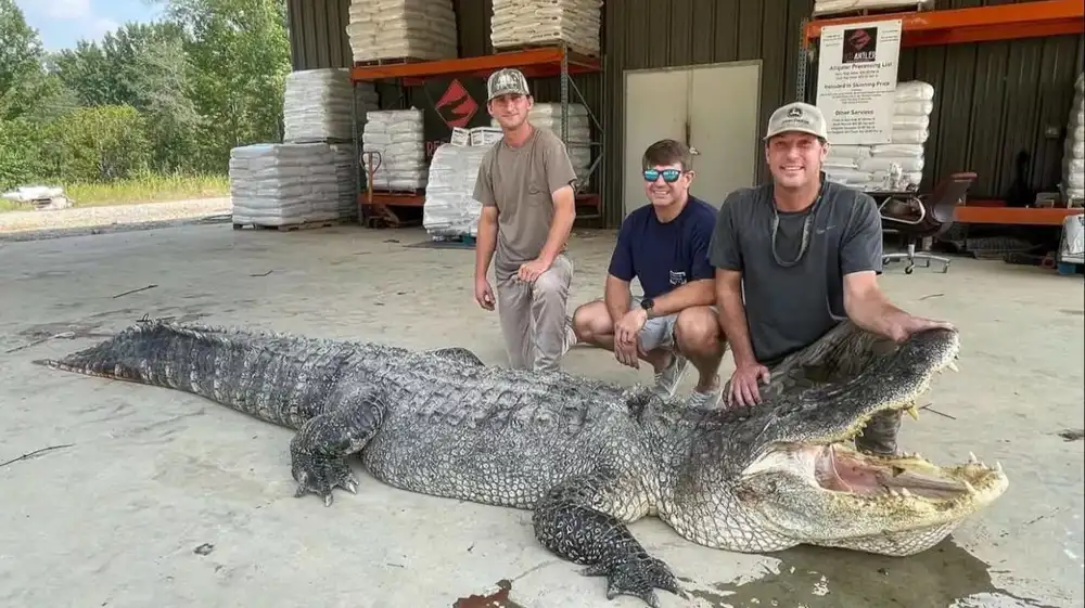 EE.UU.: Florida autoriza caza controlada de sus caimanes