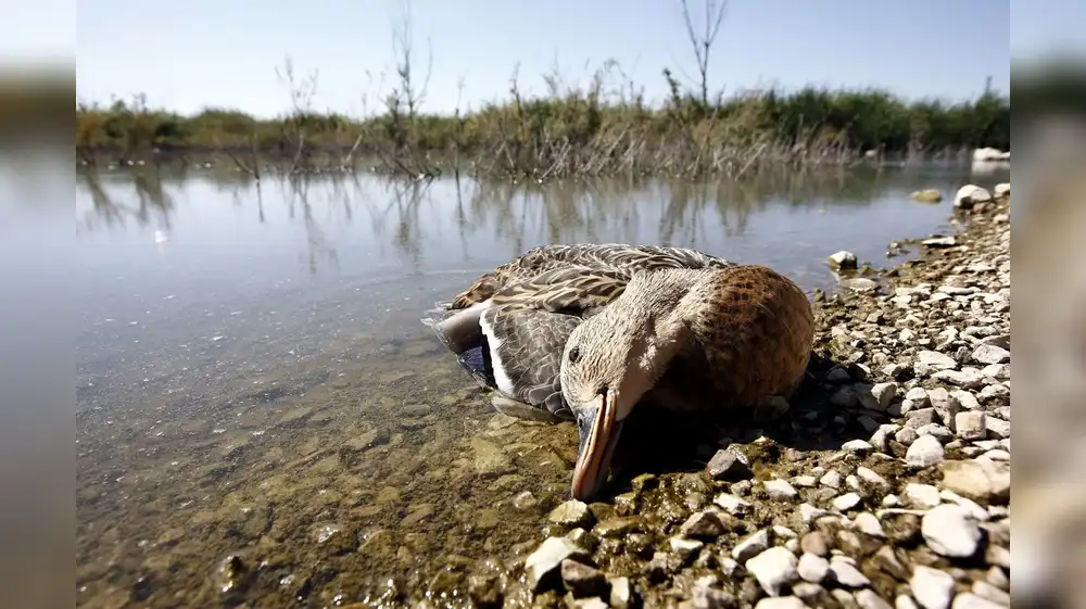 Botulismo causa enfermedad paralizante en las aves