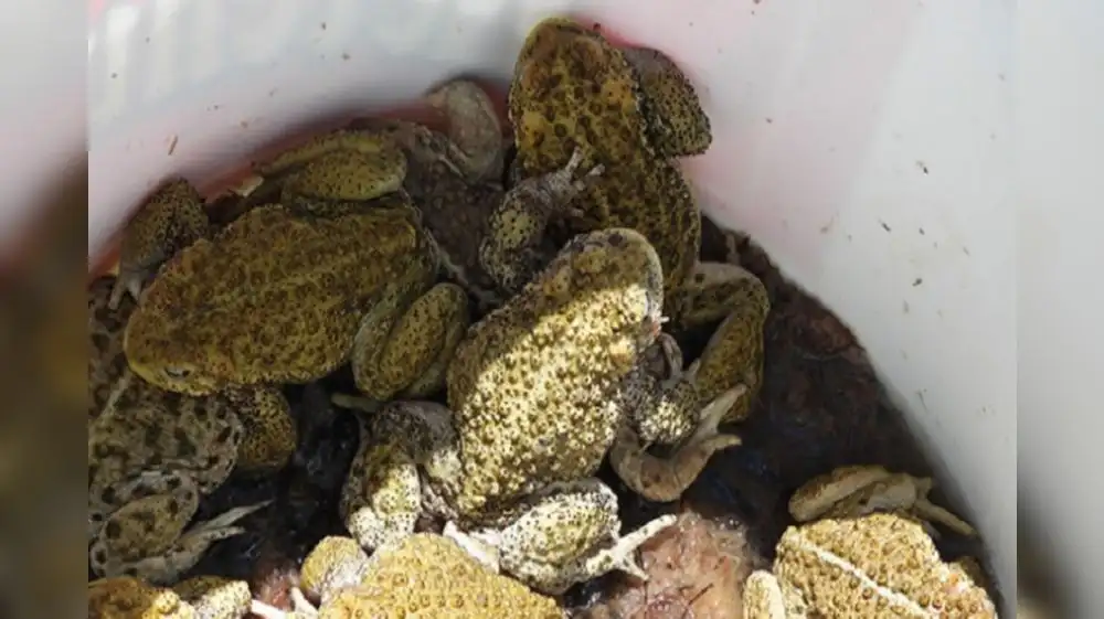 Arequipa: Ranas del Titicaca eran utilizadas en extractos naturales