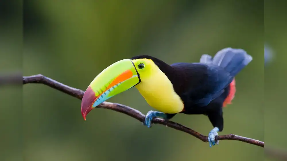 Colombia gana el “mundial de avistamiento de aves”