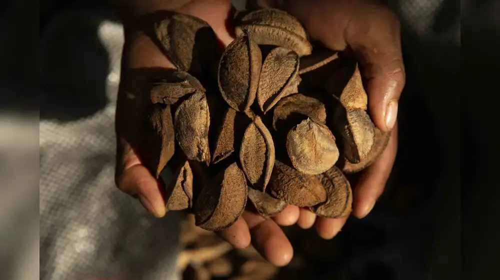 Cáscara de castaña es utilizada para generar energía limpia