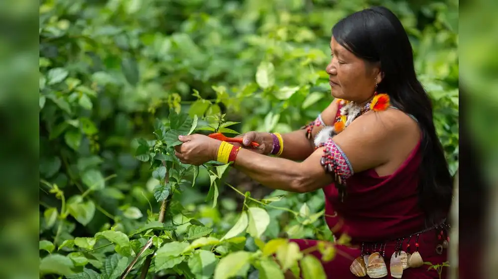 Descubren nuevas especies de flora y fauna en Loreto