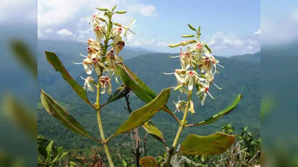 Ecuador: Hallan nueva especie de árbol en Cordillera del Cóndor