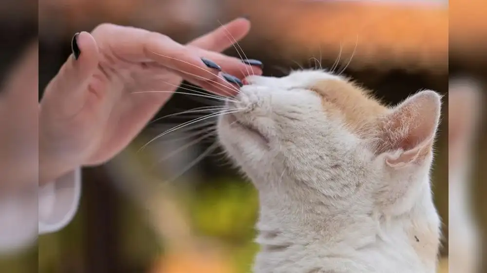 Gatos utilizan el olfato para distinguir a su dueño