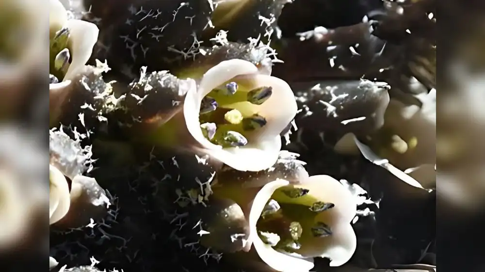 Hallan nueva especie de planta en cordillera de Chonta