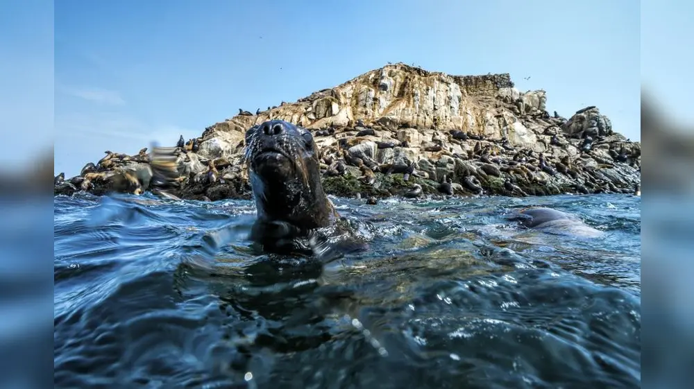 Océanos del mundo están al límite por sobrepesca y cambio climático