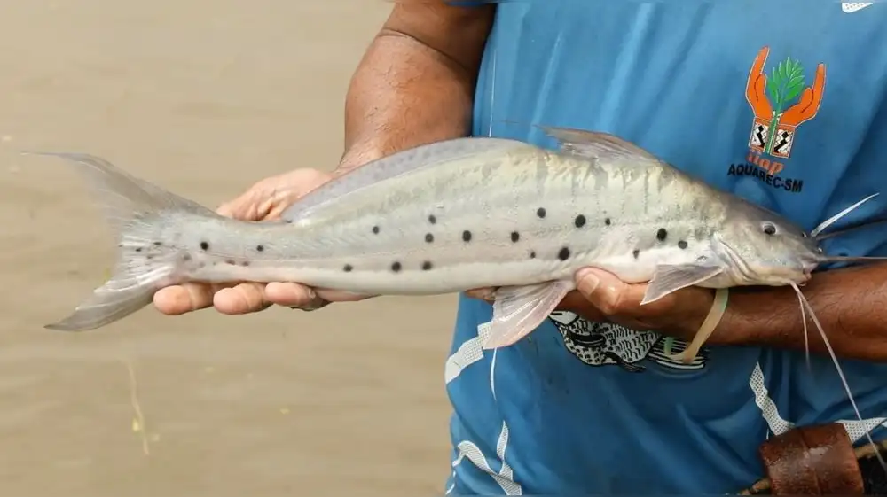 Científicos peruanos recuperan pez mota punteada para consumo humano