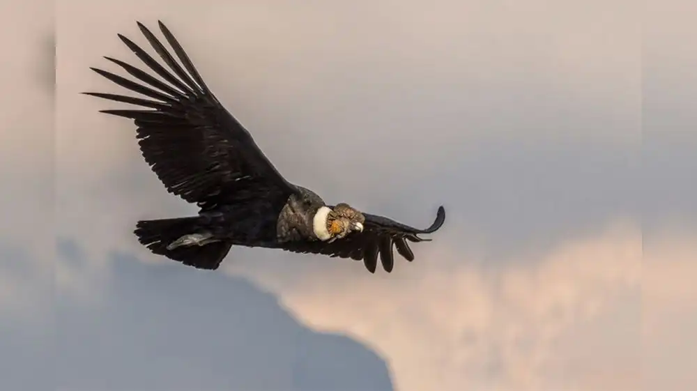 Cóndor andino se extinguirá en el próximo siglo