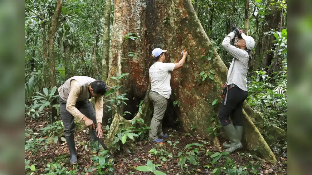 Alianza impulsa protección de árbol más alto de la Amazonía