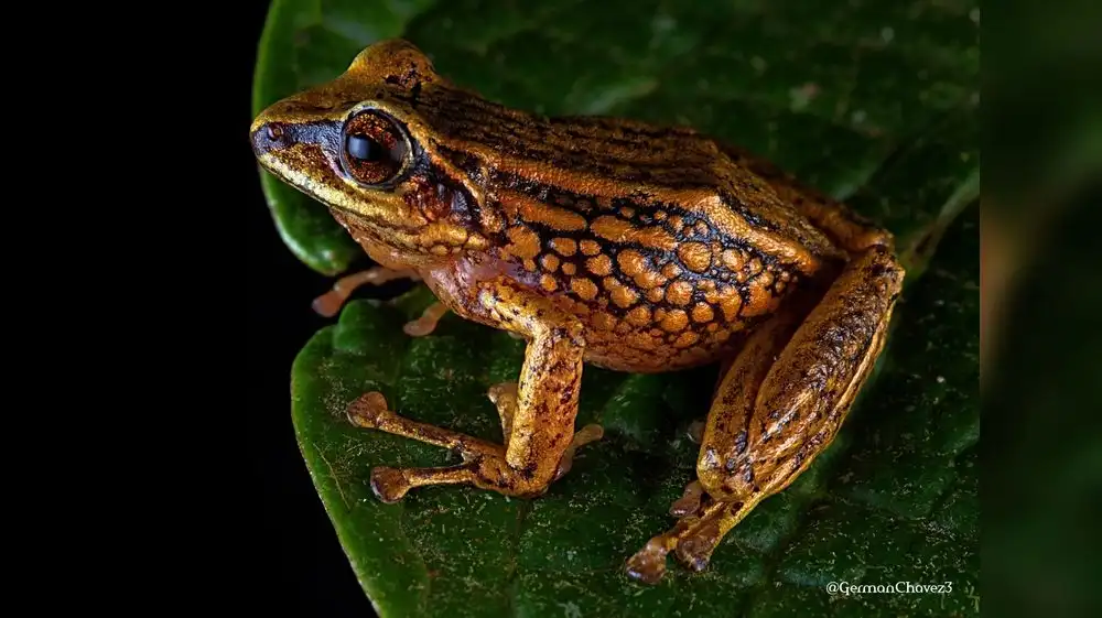 Descubren tres nuevas especies de rana en el Perú