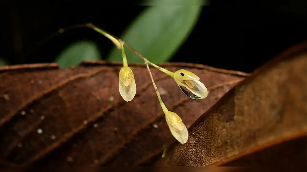 Descubren nueva especie de orquídea en la Amazonía peruana