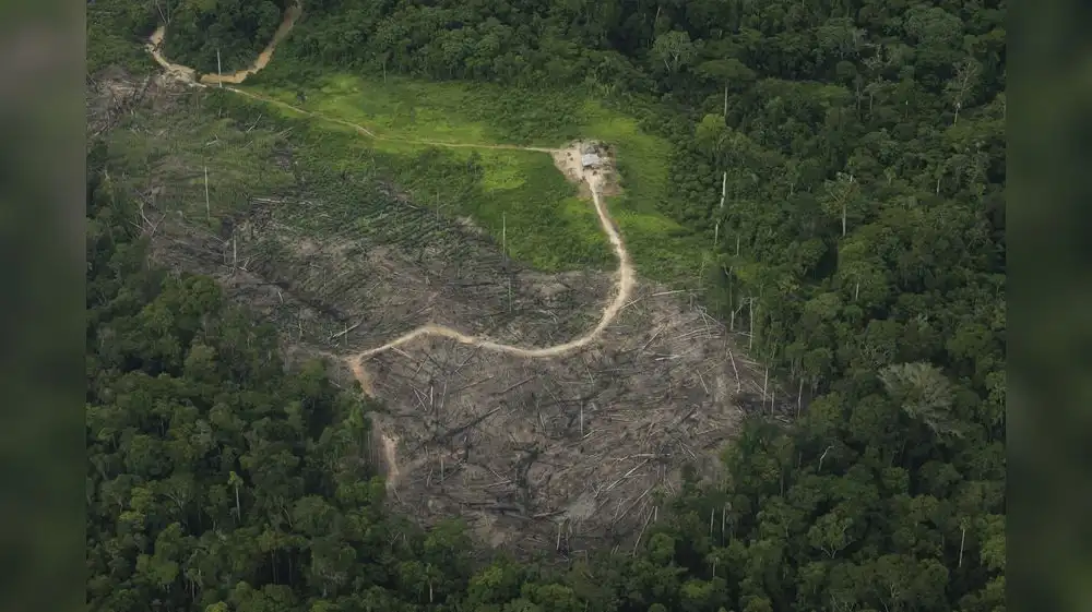 Amazonía peruana padece por cuatro zonas críticas de deforestación