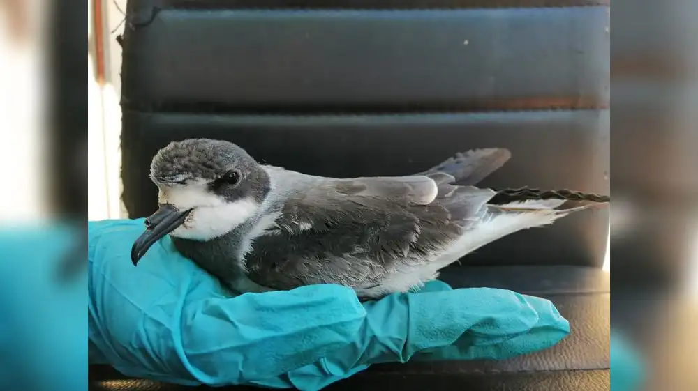 Golondrinas de la tempestad son liberadas en la costa de Arequipa