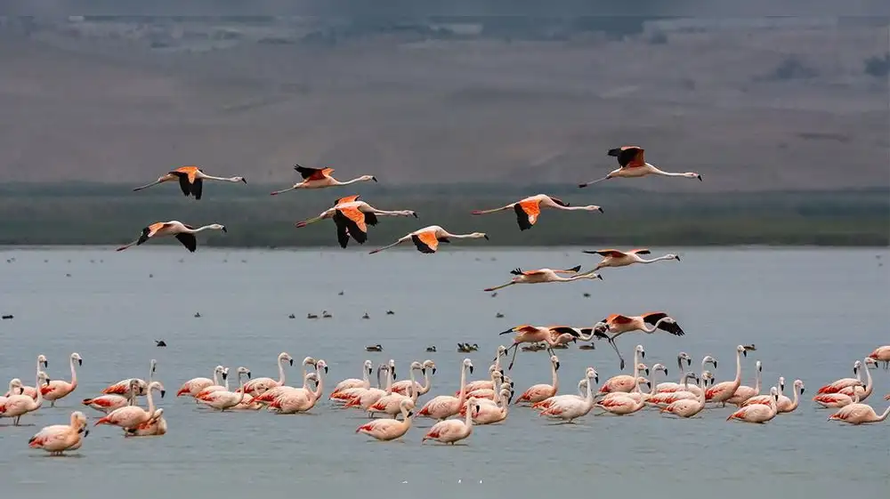 Perú: Áreas protegidas son zonas de reproducción de flamenco chileno