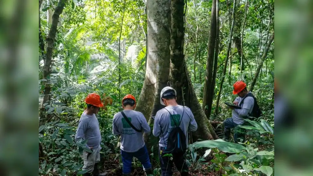 Científicos secuencian genoma de árbol emblemático de la Amazonía