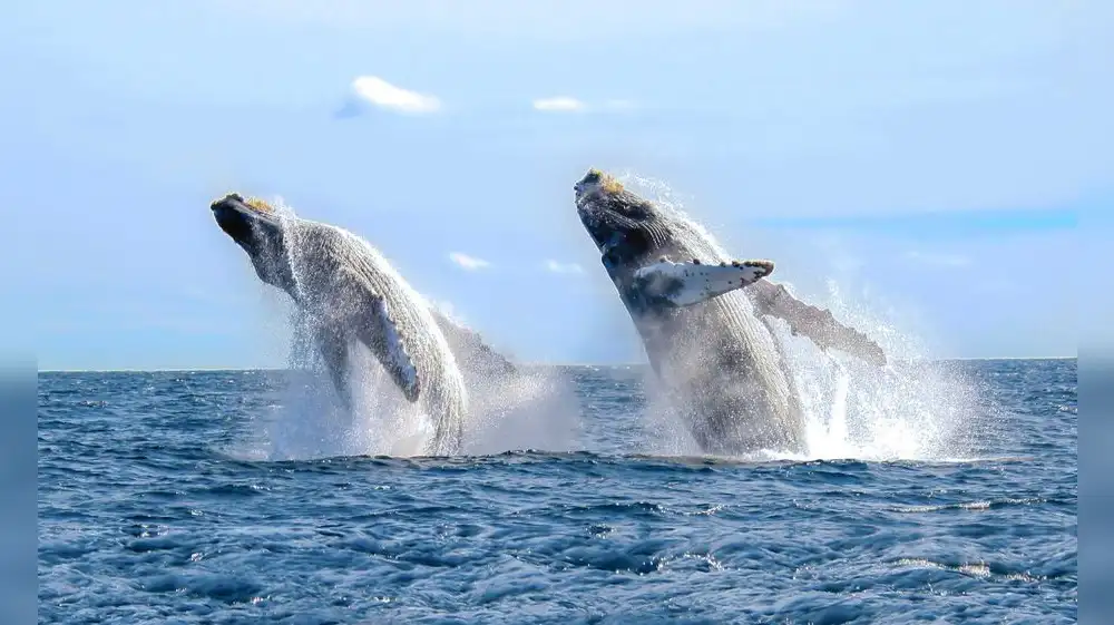 Los Órganos apunta a ser la “Capital del Avistamiento de Ballenas”
