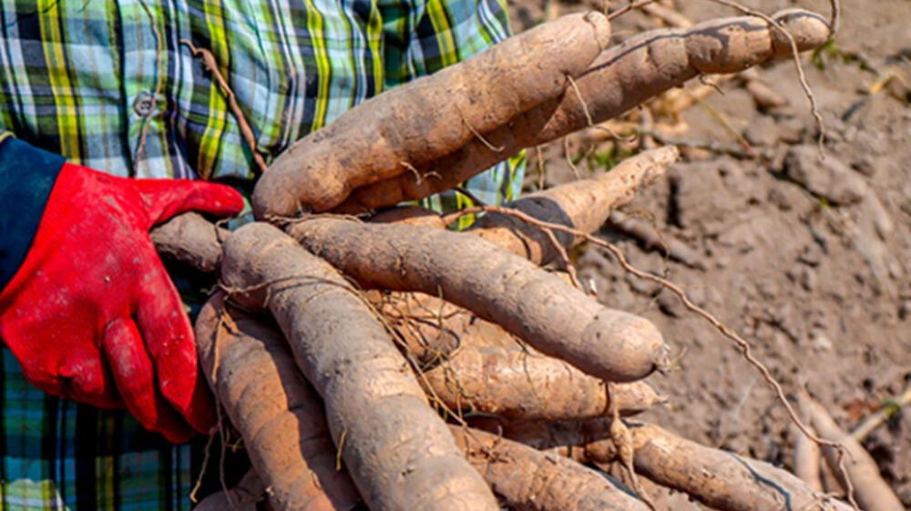 Investigación busca asegurar conservación de la yuca en el Perú