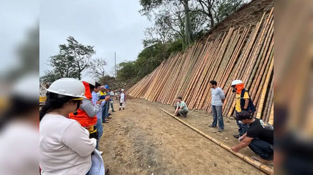 Piura impulsa al bambú como alternativa sostenible en construcción