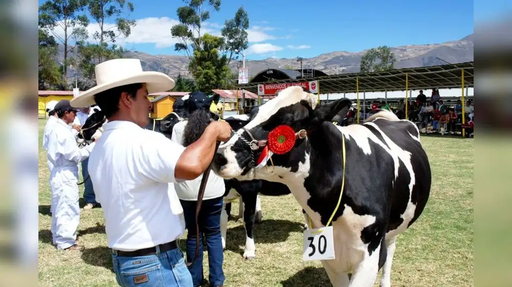 Cajamarca: Feria tradicional mostrará lo mejor de la ganadería lechera