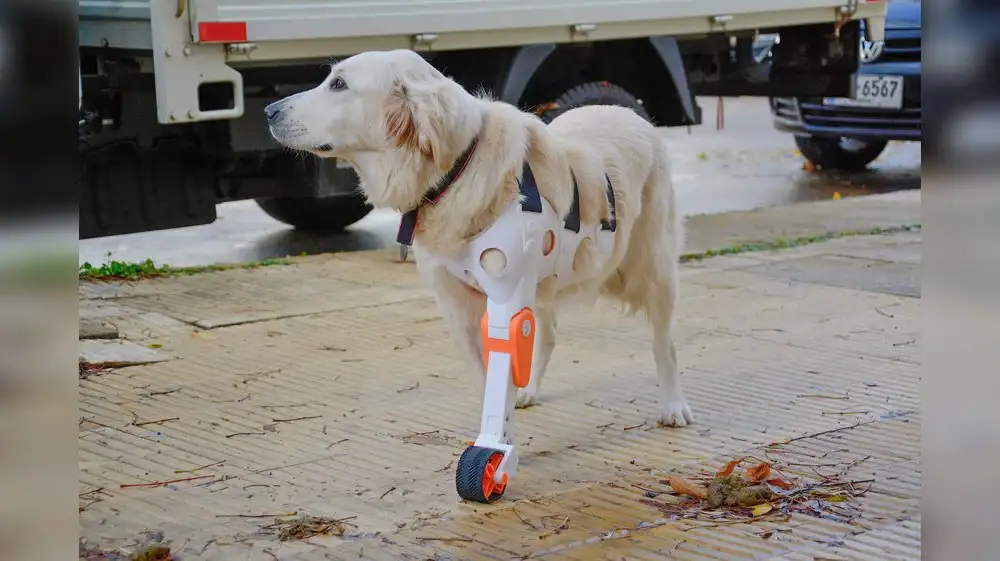 Estudiantes peruanos desarrollan prótesis caninas a bajo costo