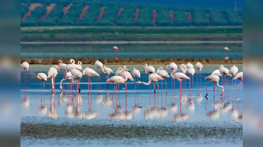 España: El 85 % de humedales Ramsar sufre grave degradación