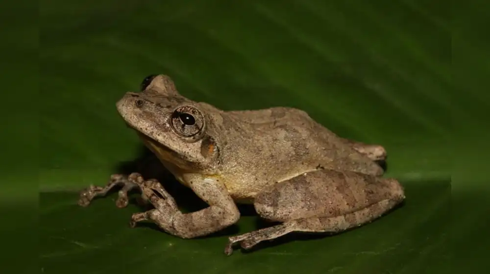 Descubren nueva especie de rana en la Amazonía peruana
