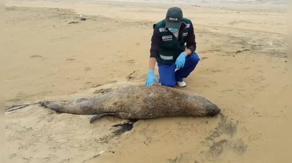 Condenan a pescador que atacó a lobo marino fino