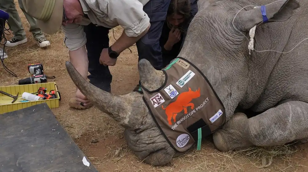 La ONU marca cuernos de rinoceronte con isótopos radiactivos