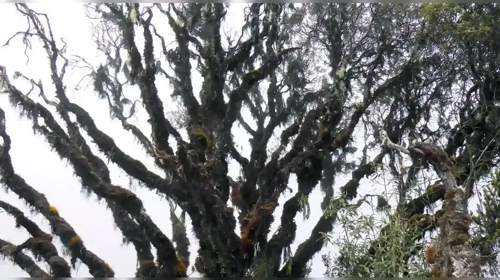Perú: Hallan nueva especie de árbol en Reserva de Biósfera