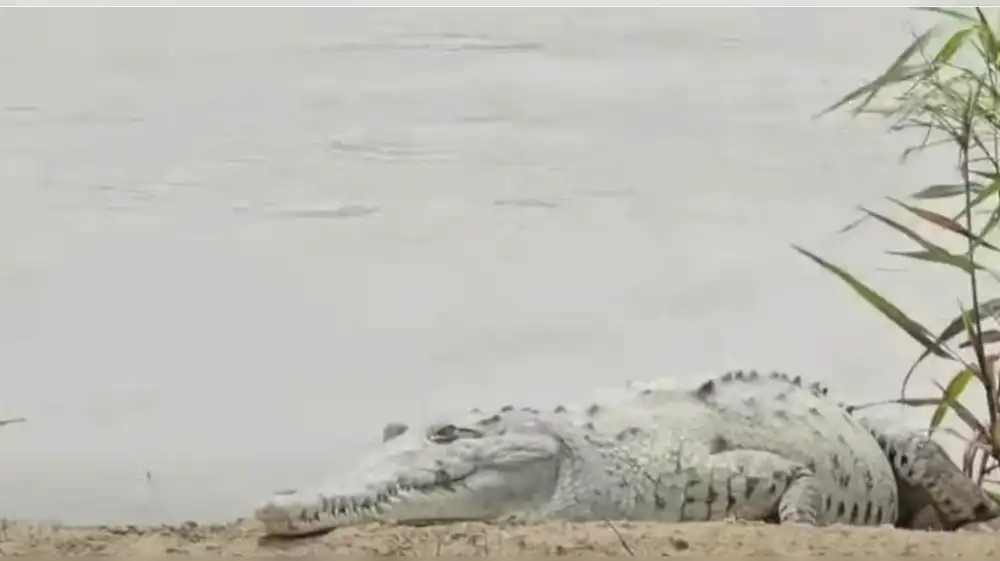 Cocodrilo causa sorpresa y temor en playas de Tumbes