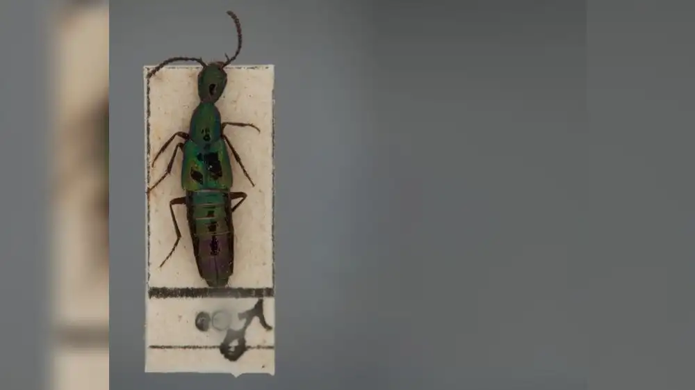 Identifican dos nuevas especies de escarabajos en Perú