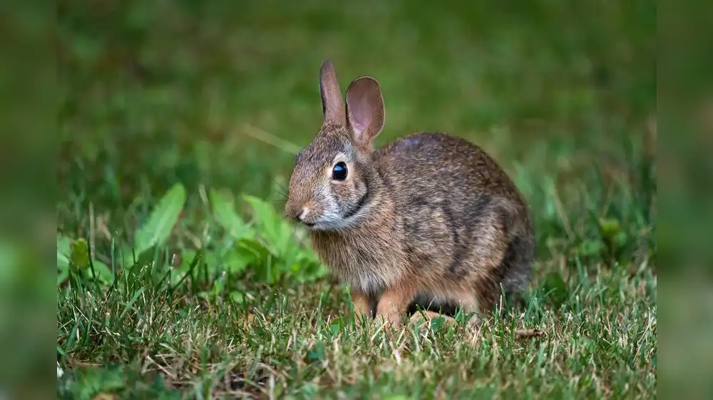 Aparece especie de conejo que se creía extinta hace más de un siglo