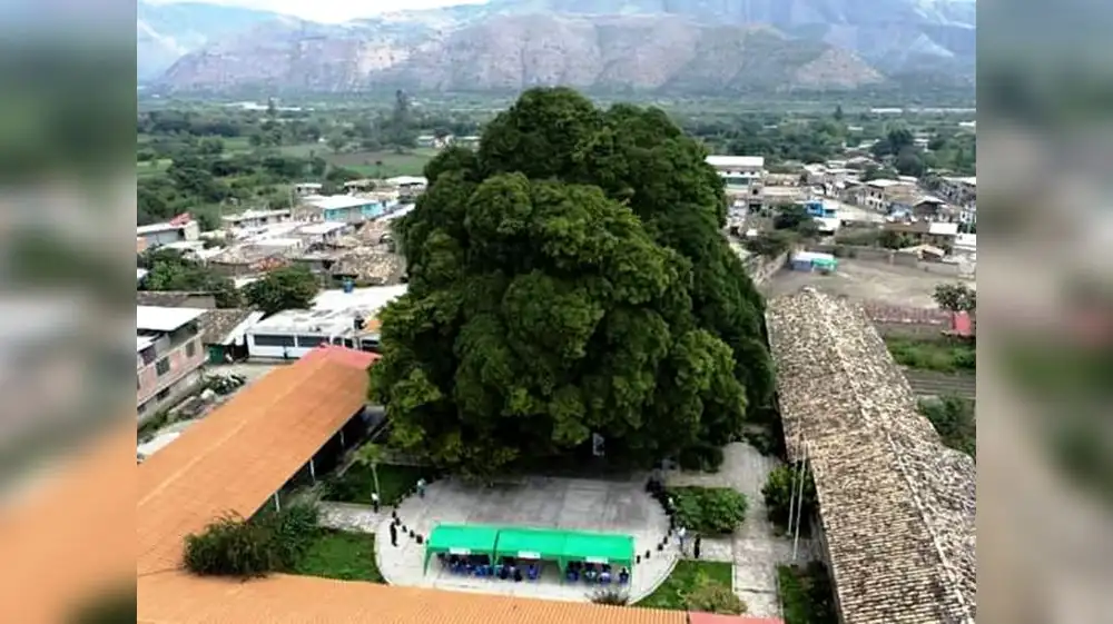 Perú alberga a 141 árboles patrimoniales a nivel nacional