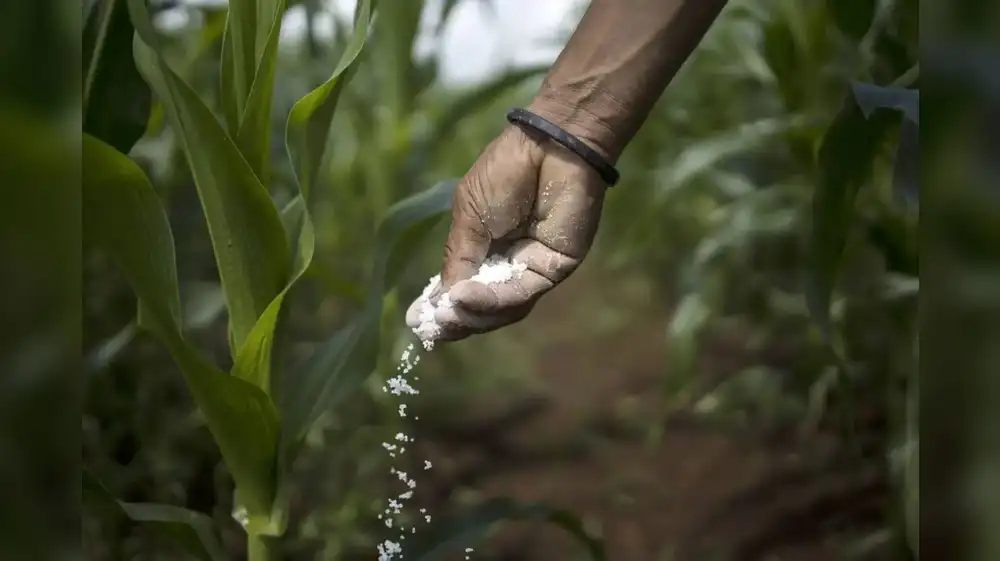 Crean fertilizante orgánico que protege cultivos durante sequías