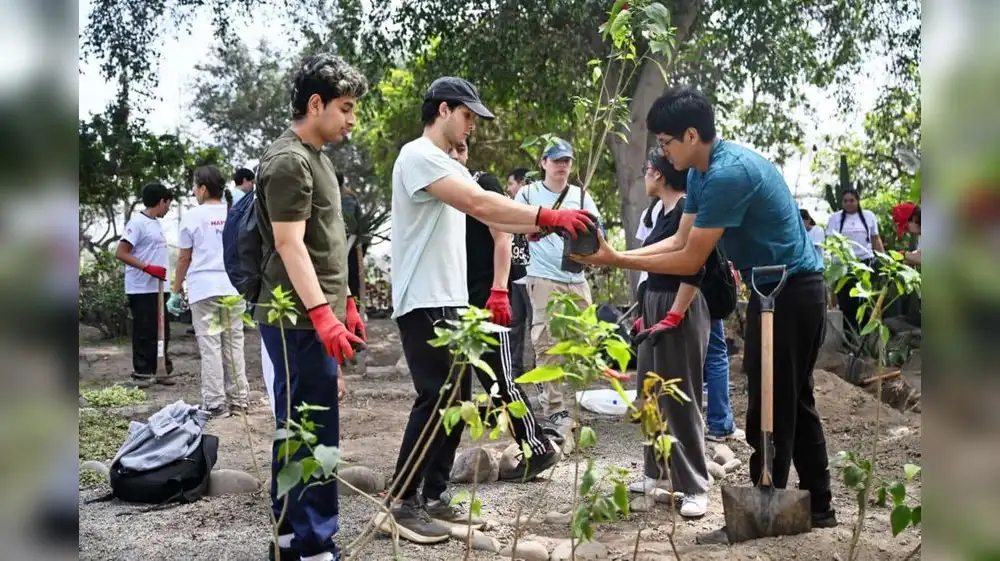 Lima: Programa logra sembrar más de medio millón de árboles