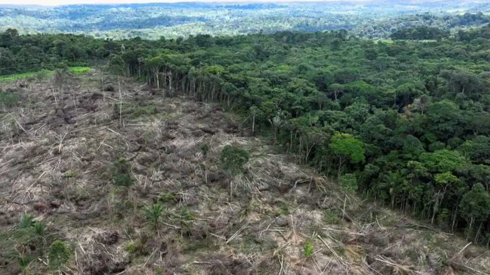 Deforestación tropical causa 28.000 muertes al año